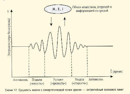 Схема 12. Сущность жизни с синергетической точки зрения - энтропийный волновой пакет
